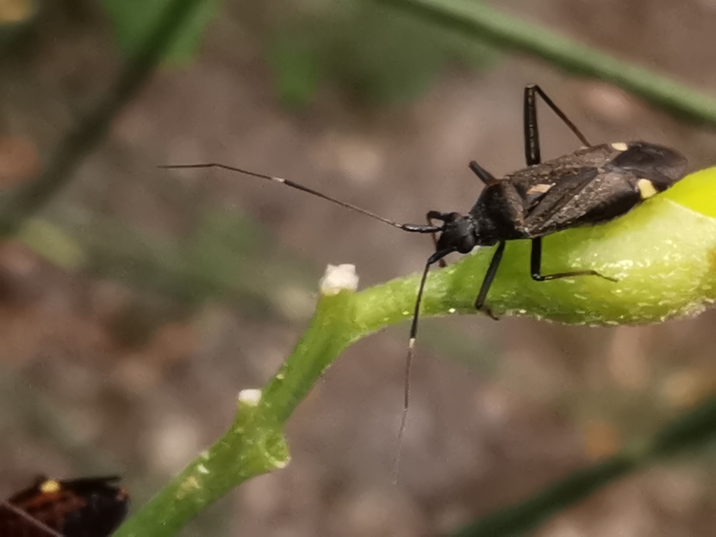 Closterotomus ventralis