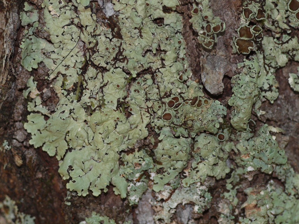 Pseudoparmelia uleana