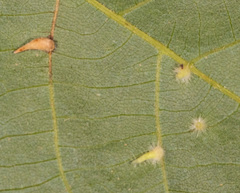 Caryomyia procumbens