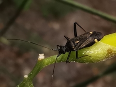 Closterotomus ventralis