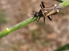 Closterotomus ventralis