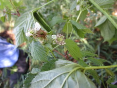 Rubus stipulatus