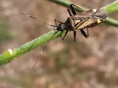 Closterotomus ventralis
