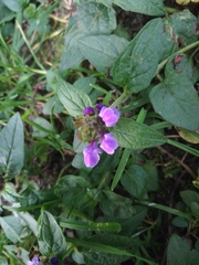 Prunella vulgaris