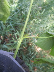 Rubus stipulatus