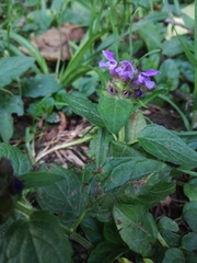 Prunella vulgaris