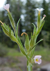 Microsteris gracilis