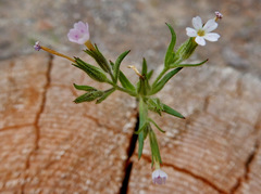 Microsteris gracilis