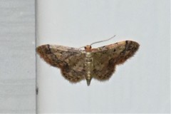 Idaea celtima