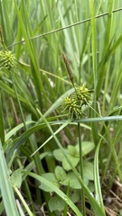 Carex flava