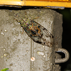 Procollina nuevoleonensis