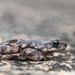 Malabar Toad - Photo (c) Vipin Baliga, some rights reserved (CC BY-NC-ND), uploaded by Vipin Baliga