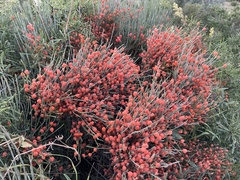 Ephedra procera