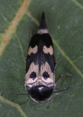 Glipa oculata