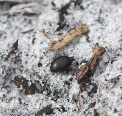 Saprininae