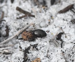 Saprininae