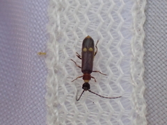 Malthodes marginatus