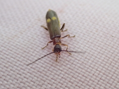 Malthodes marginatus