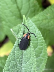 Lucidota atra