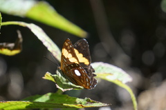 Adelpha leucophthalma