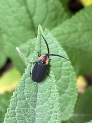 Lucidota atra