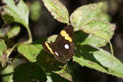 Adelpha leucophthalma