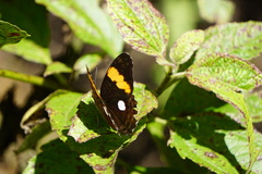 Adelpha leucophthalma