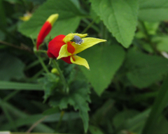 Siphocampylus betulifolius