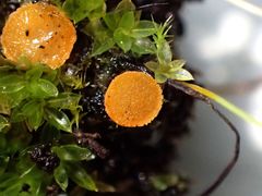 Octospora excipulata