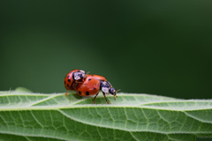 Harmonia axyridis