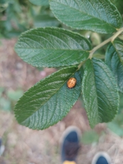 Adalia bipunctata