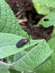 Lucidota atra