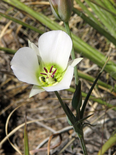 Arizona mariposa lily