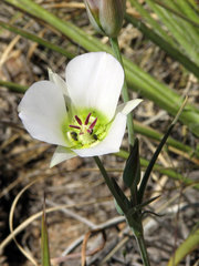 Calochortus ambiguus