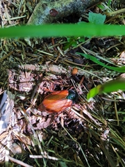 Melolontha pectoralis
