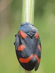 Cercopis arcuata