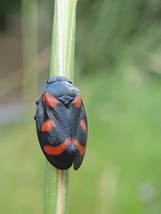 Cercopis arcuata