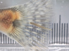 Piscicolaria reducta