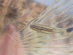 Piscicolaria reducta