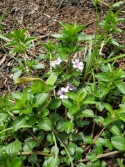 Dyschoriste microphylla