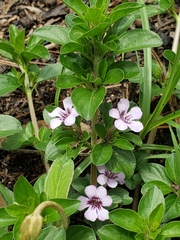 Dyschoriste microphylla