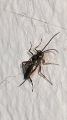 Pimpla turionellae