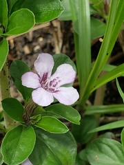 Dyschoriste microphylla