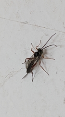 Pimpla turionellae