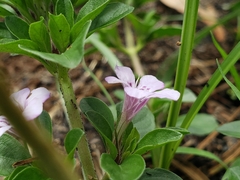 Dyschoriste microphylla