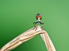 Ommatius