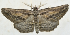 Sardocyrnia fortunaria