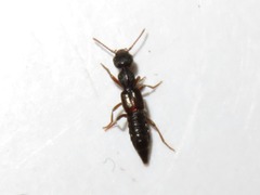 Rugilus rufipes