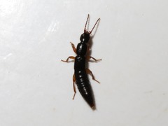 Lathrobium brunnipes