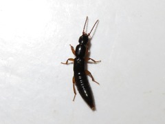 Lathrobium brunnipes